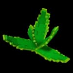 Aloe Vera - Legendary medicinal succulent