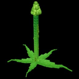 Tall Asparagus - Premium tall variety of asparagus